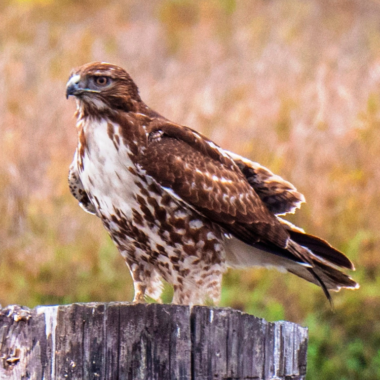 Big Walnut Bird Club