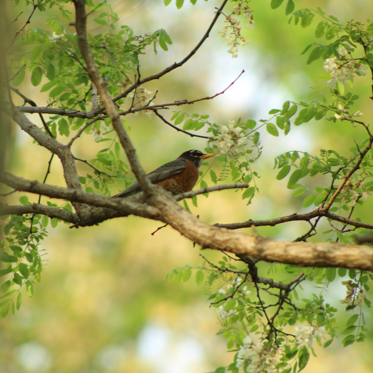 Big Walnut Bird Club