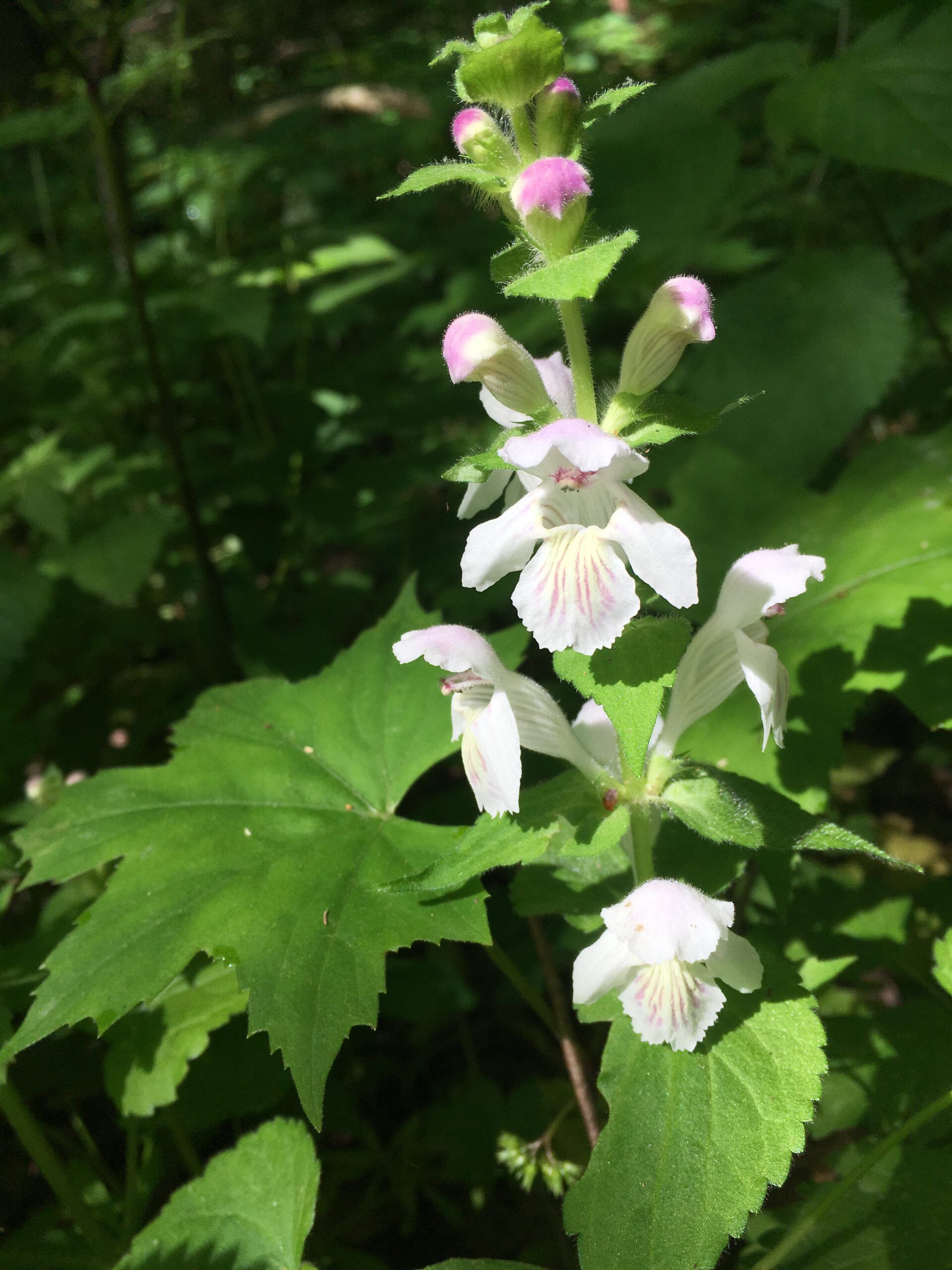 Hall Woods Nature Preserve
