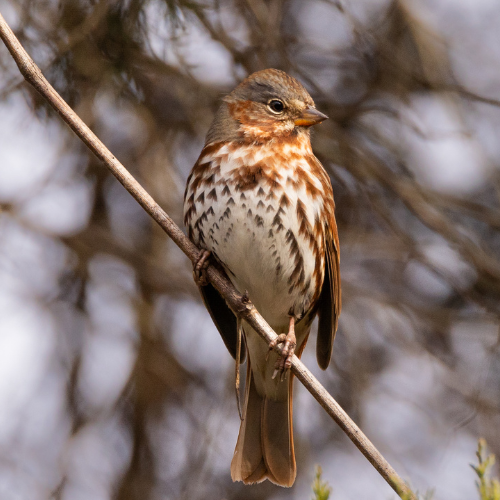 Christmas Bird Count, Greencastle, Indiana, Putnam County Bird Club